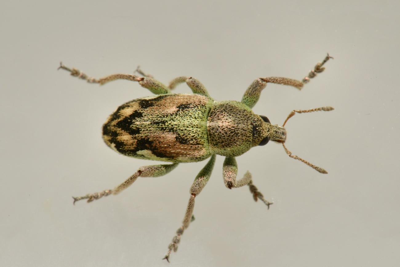 Curculionidae: Coniatus tamarisci? S, assieme a Coniatus suavis